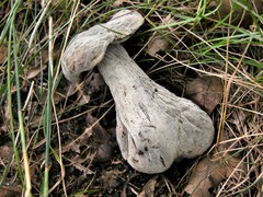 Hypomyces melanocarpus