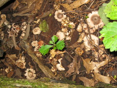 Geastrum morganii