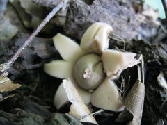 Geastrum morganii