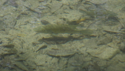 Slender Cichlid