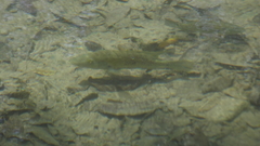 Herichthys steindachneri