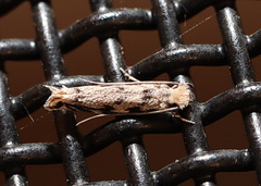 Erechthias zebrina