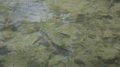 Slender Cichlid