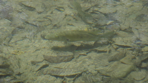 Slender Cichlid