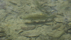 Herichthys steindachneri