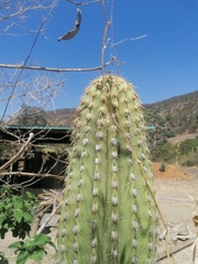 Cephalocereus