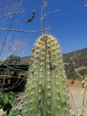 Cephalocereus