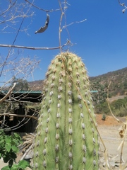 Cephalocereus
