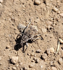 Graphorhinus vadosus