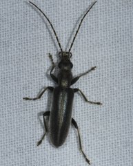 Oxycopis falli