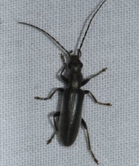 Oxycopis falli