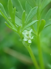 Ammoselinum butleri