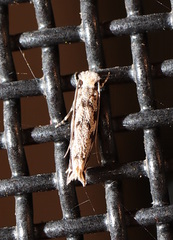 Erechthias zebrina