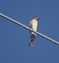 Stelgidopteryx serripennis ridgwayi