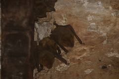 Artibeus jamaicensis yucatanicus