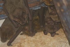 Artibeus jamaicensis yucatanicus