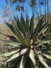 Agave convallis