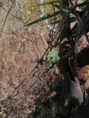 Dictyanthus