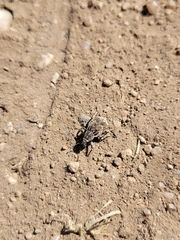 Graphorhinus vadosus