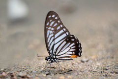 Graphium xenocles
