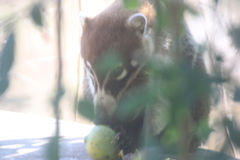Nasua narica yucatanica