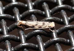Erechthias zebrina