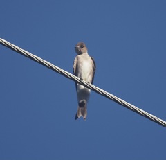Stelgidopteryx serripennis ridgwayi
