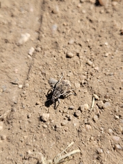 Graphorhinus vadosus