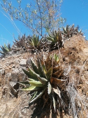 Agave kerchovei