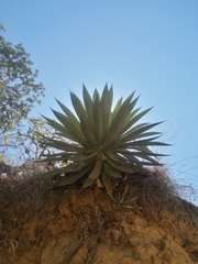 Agave lyobaa