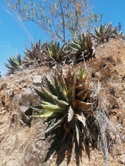 Agave kerchovei