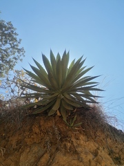 Agave lyobaa