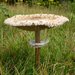 Macrolepiota - Photo (c) Laurence Livermore, some rights reserved (CC BY-NC)