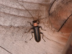 Podabrus quadratus