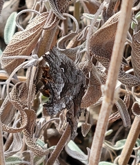 Polygonia gracilis