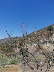 Leucaena diversifolia
