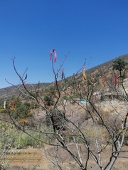 Leucaena diversifolia
