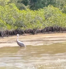 Pelecanus occidentalis