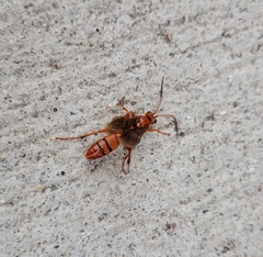 Ichneumonina