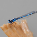 Azulilla de Estanque Común - Photo (c) ronthill, algunos derechos reservados (CC BY-NC)