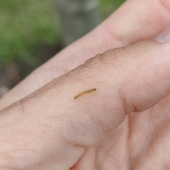 Lepidoptera