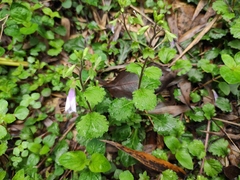 Mazus stachydifolius