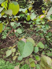 Alchornea davidii