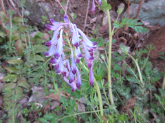 Corydalis incisa