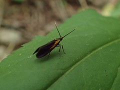 Mathildana newmanella