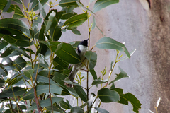 Melithreptus affinis