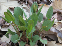 Trigonotis radicans sericea