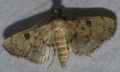 Nacoleia charesalis