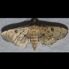 Nacoleia charesalis