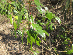 Daphniphyllum macropodum